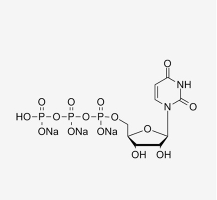 Larutan UTP 100mM tak berwarna Uridine-5'-Triphosphate Trisodium Salt CAS 19817-92-6