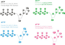 Nukleotida Modifikasi Kelas Molekuler 10ml 25mM Dntps Dalam PCR