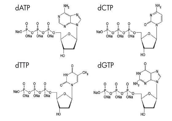 Deoksinukleosida 5 Trifosfat Nukleotida yang Dimodifikasi Larutan Campuran DNTP DATP DCTP DGTP DTTP